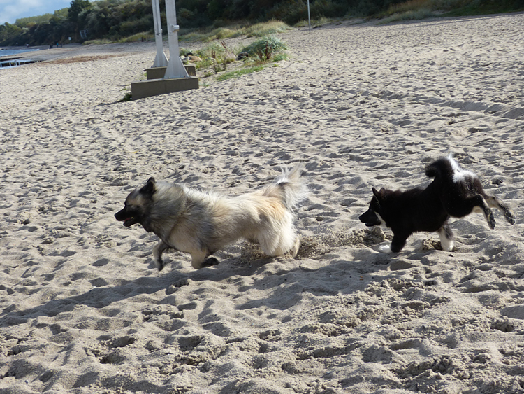 0033 Naboo und Ici.JPG